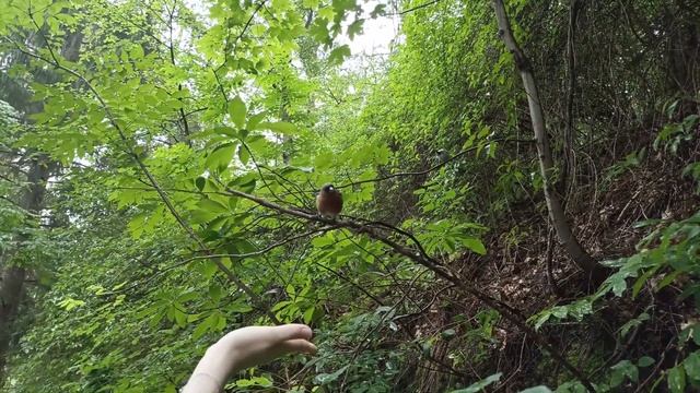 Кисловодский парк. Кормим белок. смотреть онлайн