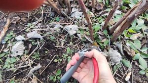 Обрезка ремонтантной малины осенью. Маленький лайфха?