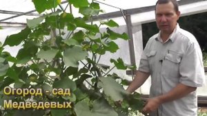 Огурцы доросли верха теплицы-как формировать дальше