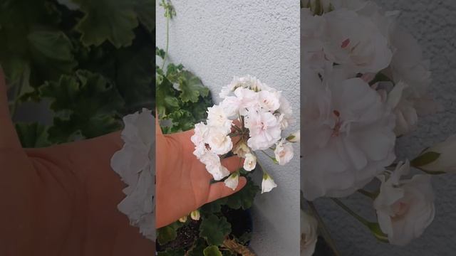 Пеларгонія #Емануель #ІВ Вдохновеніє #Галина Уланова #