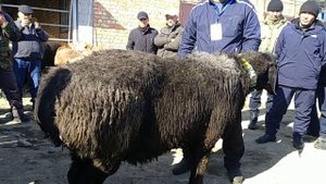Выставка овец  породы Арашан г. Каракол 19 февраля 2022 г.