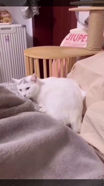 Крепкий сон. - Залог здоровья😁