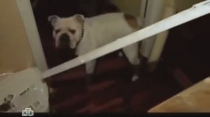 Стас Барецкий упал с лестницы и пёрнул!