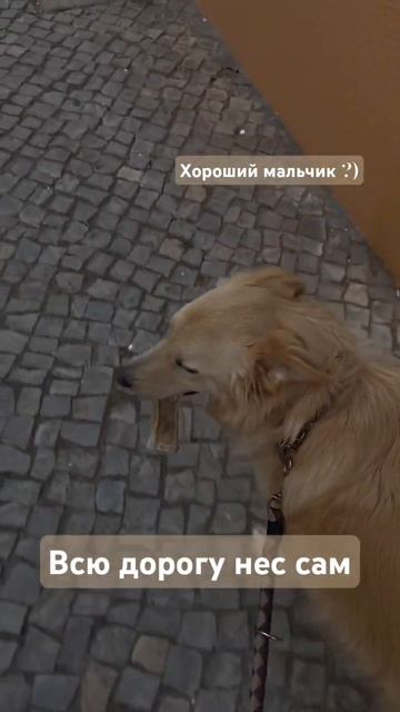 Хороший мальчик:) смотреть онлайн