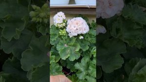 Мальта жемчужная свадьба