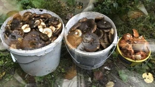 Поздравляем с Днём Рождения! смотреть онлайн