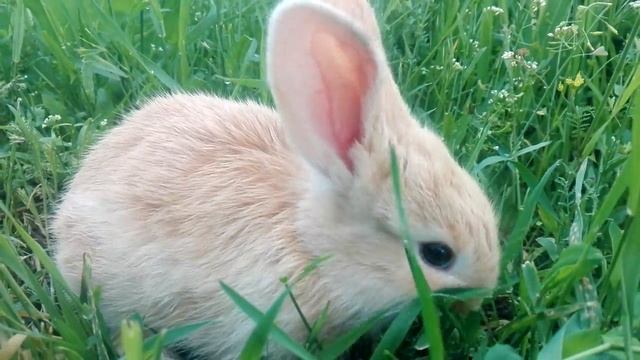 Кролики в деревне!!! смотреть онлайн