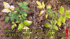 🌱⚠️ РАССАДА ЖЕЛТЕЕТ СРАЗУ ПОСЛЕ ВЫСАДКИ. ЧТО НУЖНО СДЕЛАТЬ, А ГЛАВНОЕ — ЧЕГО ДЕЛАТЬ НЕ НУЖНО! ⚠️🌱