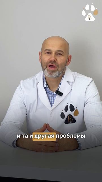 Ожирение у собак... Чем это опасно и как предотвратить? смотреть онлайн