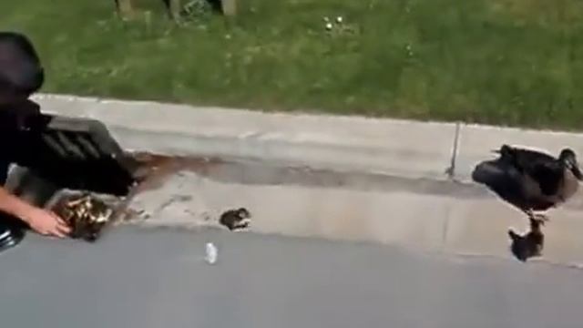 Спас утят из канализации