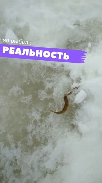 Собрался за трофеем, а поймал... Ожидание и реальность смотреть онлайн