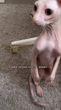 Миронова Юлия, кот Сима