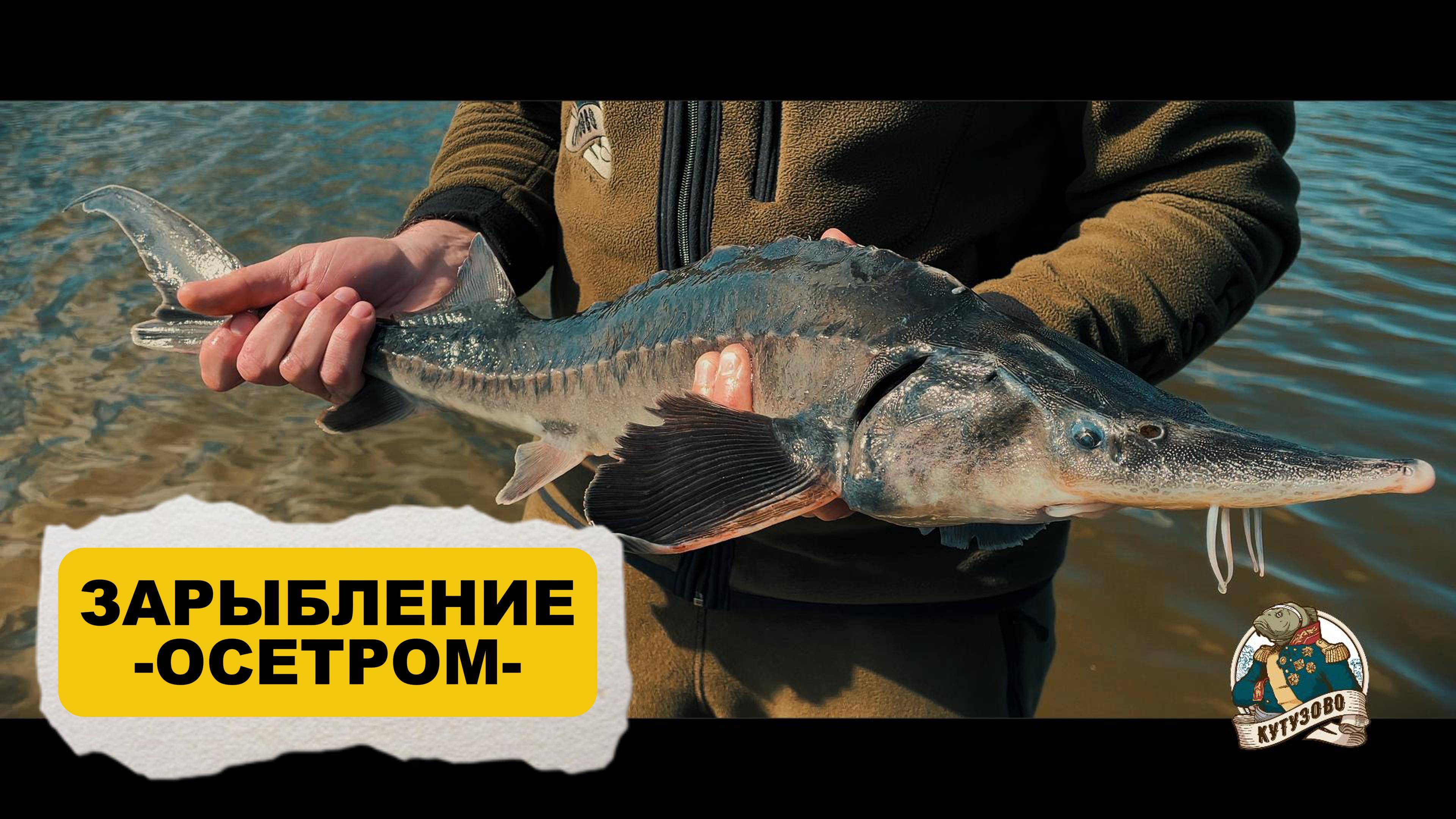 ЗАРЫБЛЕНИЕ ОСЕТРОМ 14.05.2025