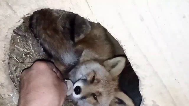 1953. Маркиза - дневник приручения дикой лисы, после угов смотреть онлайн