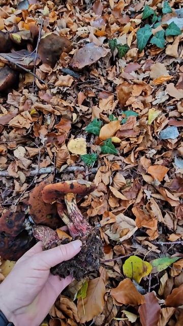 Грибы красавцы #грибы #pilze смотреть онлайн