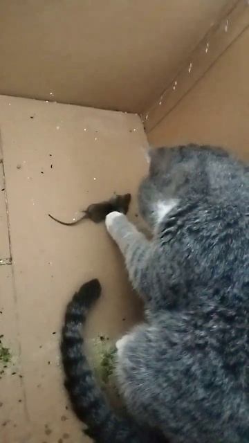 Феликс вообще мышь не ест😡, а играет с ней. Вы видели к смотреть онлайн