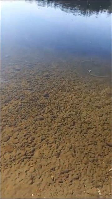 Елец пошел! Река Ангара 💪 #shorts #ангара смотреть онлайн