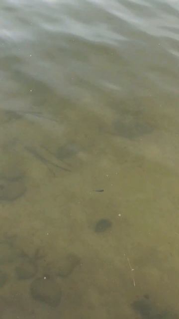 Тест напечатанного воблера #handmade #lure #wobbler #fishing #воблер смотреть онлайн