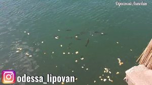 Страшный сон для РЫБАКА!! Кефаль на хлеб