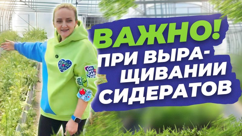 КОГДА СКАШИВАТЬ СИДЕРАТЫ?