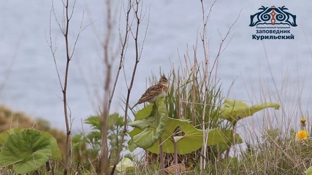 Песня полевого жаворонка на острове Кунашир (Южные Курилы)