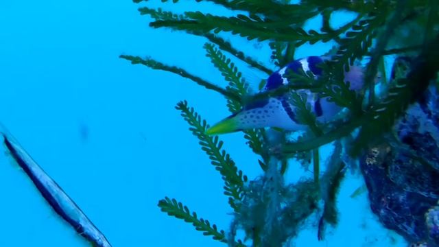 В Новосибирской Дельфинии смотреть онлайн