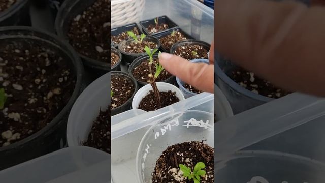 Укореняю деревяшку гортензии метельчатой смотреть онлайн