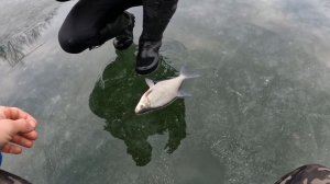 РЫБАЛКА на ЛЕЩА со льда . Экспериме́нт с червяком .