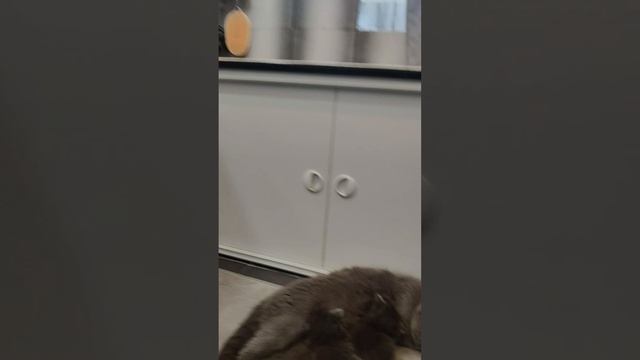 котята от вислоухих кошек шотландской и британской