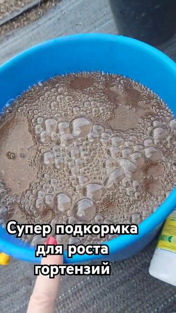 Супер подкормка для роста гортензий#гортензииметельч