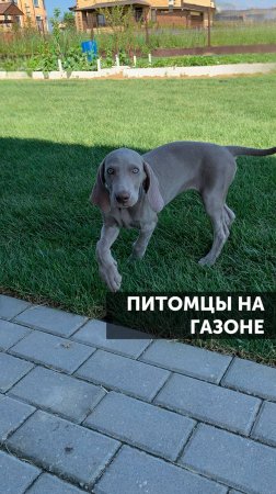Питомцы и газон #ландшафт #ландшафтныйдизайн #сад #благоустройство #загороднаяжизнь #газон