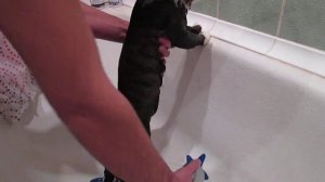 Кот принимает душ. Кот моется. Прикол с котом. The cat takes a shower