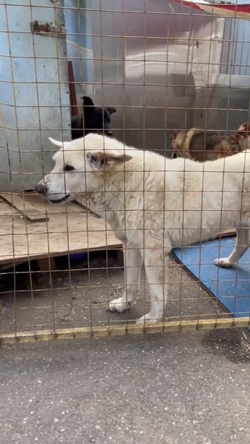 Феня негодует😂 #dog #funny #redpine #video #приютдлясобак смотреть онлайн