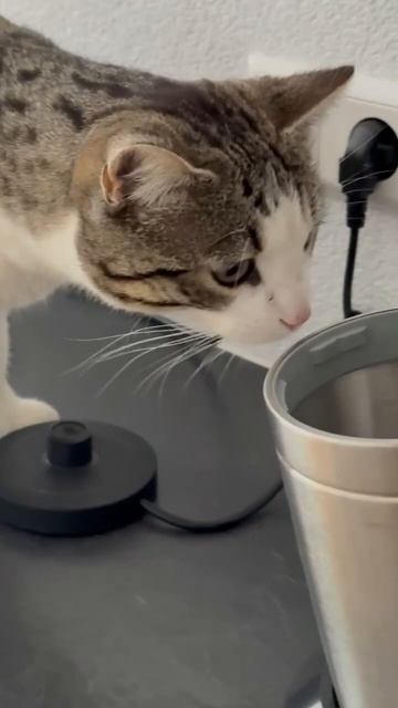 #katze #cat #видосыоткота #cats #кот #котики #кошки #кошка #catshort смотреть онлайн