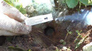 Как я избавился от кротов за 1 день с помощью дымовой шашки