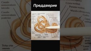 Ухо. Анатомия. Строение наружного, среднего и внутренн
