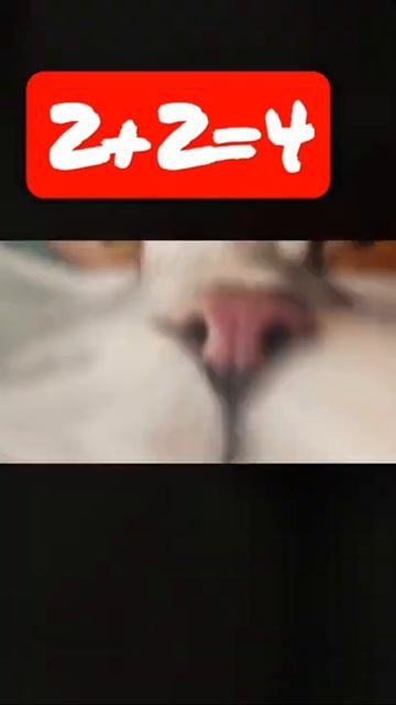 кот ТВ. 100000000+100000000=200000000 смотреть онлайн