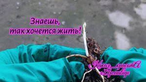 Выживание метельчатой гортензии.Заглублять-это закон всей метельчатой,кроме штамбов!16.04.25