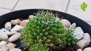 Виды кактусов маммиллярии.