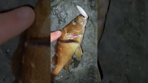 Рыбалка под Русским мостом. Кальмар, мебару, скумбрия.