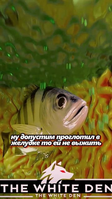 ОСТОРОЖНО, ПАРАЗИТЫ! 🦠 Чем грозит сырая рыба? (The White Den) смотреть онлайн