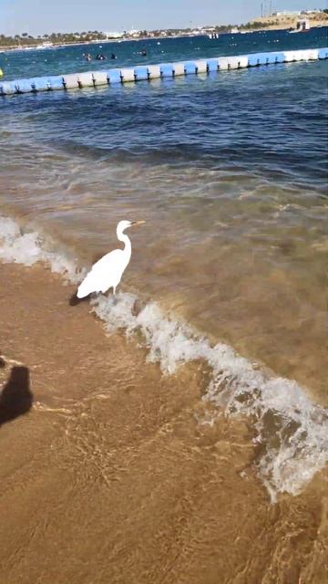 постоянный клиент пляжа Наама-бей 😆 смотреть онлайн