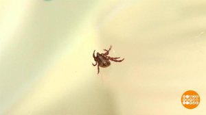 Если укусил клещ... Доброе утро. Фрагмент выпуска от 14.05.2025