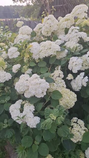 гортензия#flowers #июль#лето #деревня смотреть онлайн
