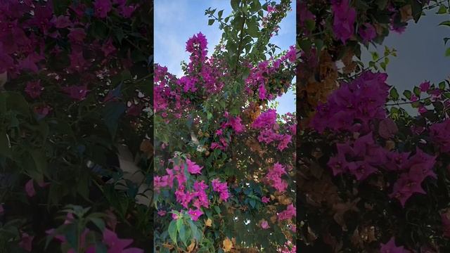 Цветы, кустарники и деревья города Кемер в Турции. смотреть онлайн