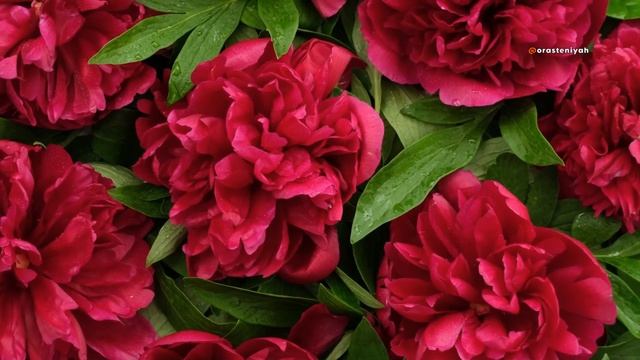 🌸 Пионы: Великолепие Королевского Цветка! 🌸