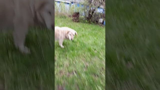 кормим пса Мишку #shorts #дача #пёсмишка #гамак #отдых #отд смотреть онлайн