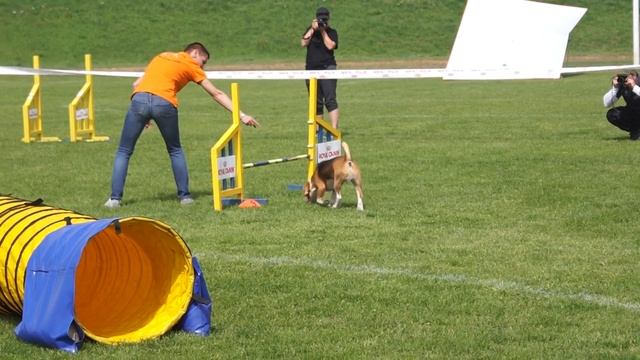 Аджилити - 29.04.2017 - ИзложбаТА 00253 смотреть онлайн