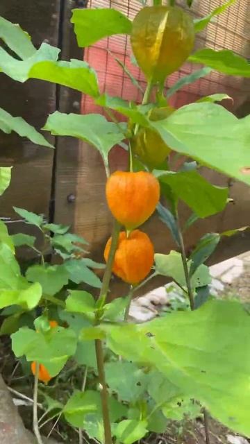 #люблю#цветы фонарики смотреть онлайн