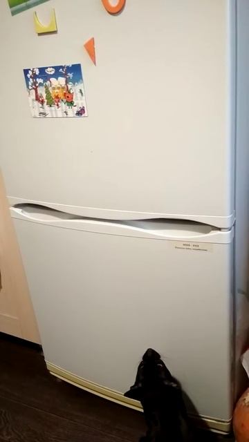 Кот и холодильник смотреть онлайн